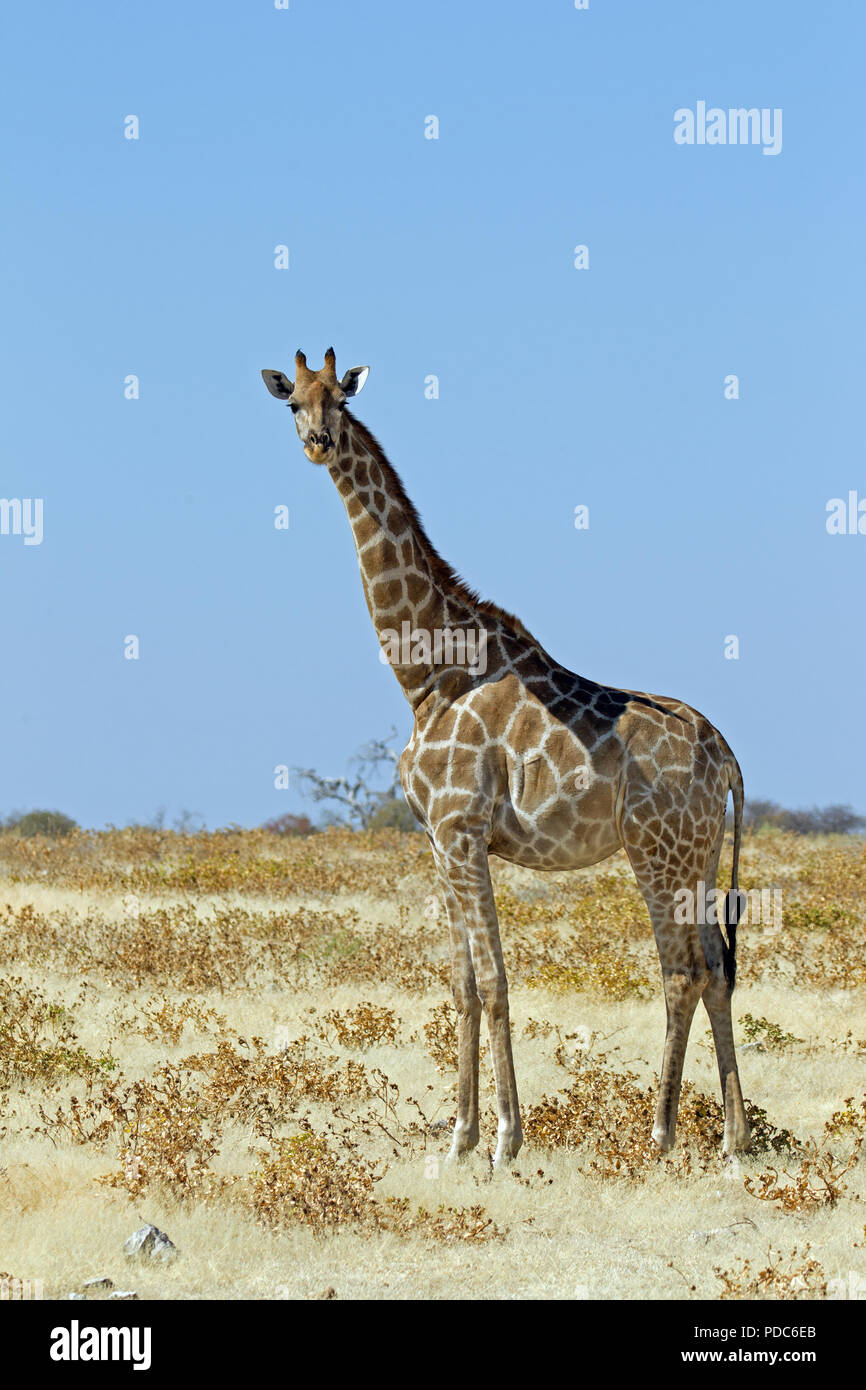 Giraffa angolani (Giraffa camelopardalis angolensis), Deserto Kalahari, Namibia. Foto Stock