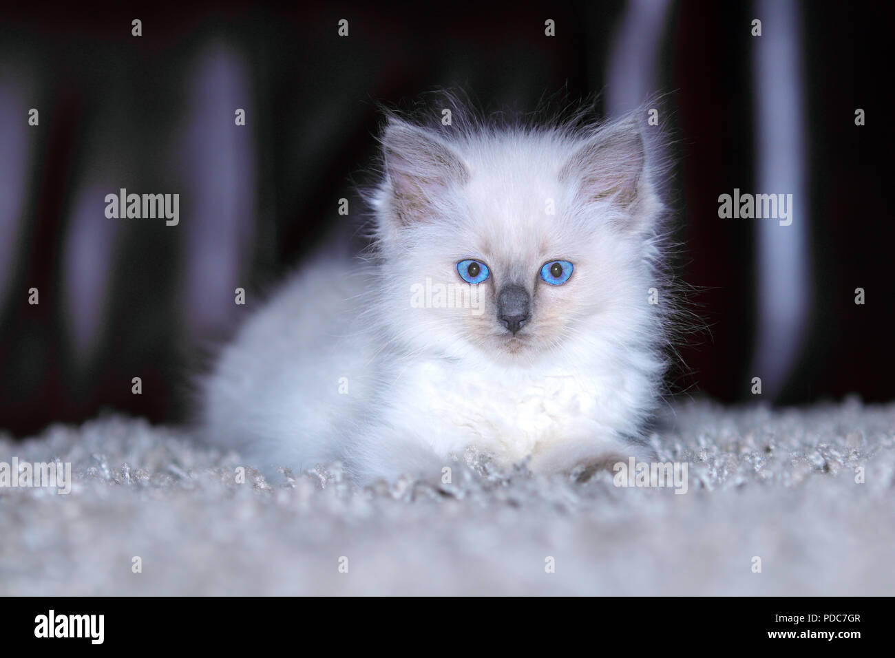 Un carino gattino Ragdoll solo 2 settimane di età. Foto Stock