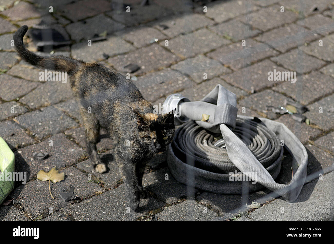 Siegburg Germania. 08 Ago, 2018. Un gatto è in piedi su una proprietà su un tubo antincendio. Un incendio del giorno prima e dopo un incendio sul terrapieno di una linea ferroviaria, diffusione di otto edifici residenziali e li rese inabitabili. Credito: Oliver Berg/dpa/Alamy Live News Foto Stock