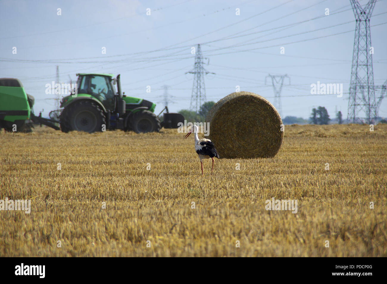 Cicogne stanno camminando sul campo rasata durante la mietitura. Uccelli selvatici e con il trattore in background. L agricoltura europea rurale scena. Foto Stock