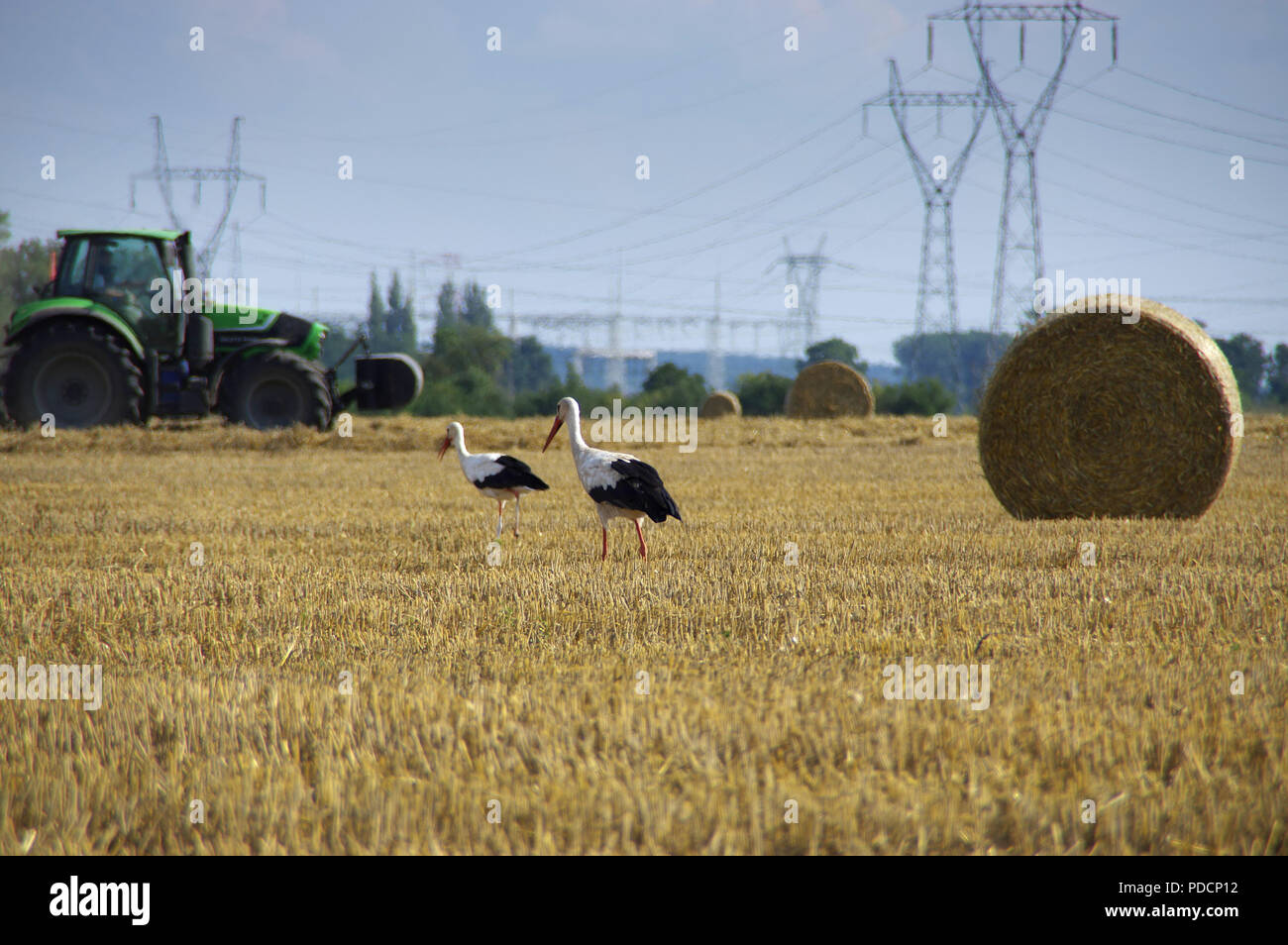 Cicogne stanno camminando sul campo rasata durante la mietitura. Uccelli selvatici e con il trattore in background. L agricoltura europea rurale scena. Foto Stock