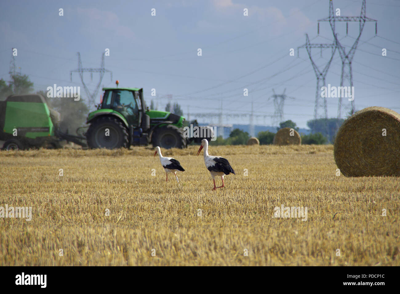 Cicogne stanno camminando sul campo rasata durante la mietitura. Uccelli selvatici e con il trattore in background. L agricoltura europea rurale scena. Foto Stock