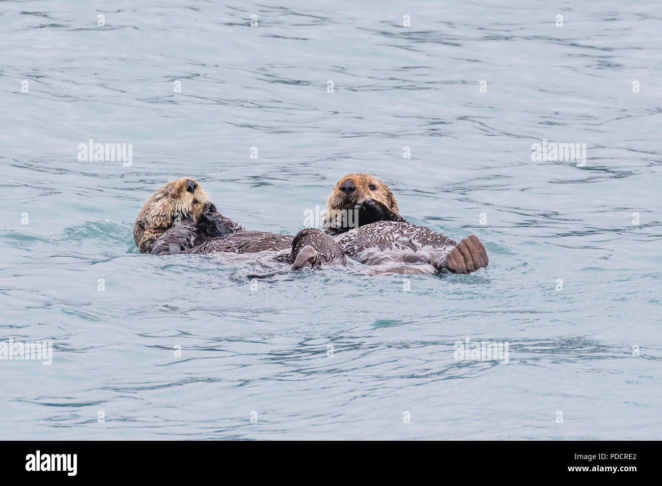 Una coppia di le lontre marine o Enhydra lutris nell'acqua off Valdez Alaska Foto Stock