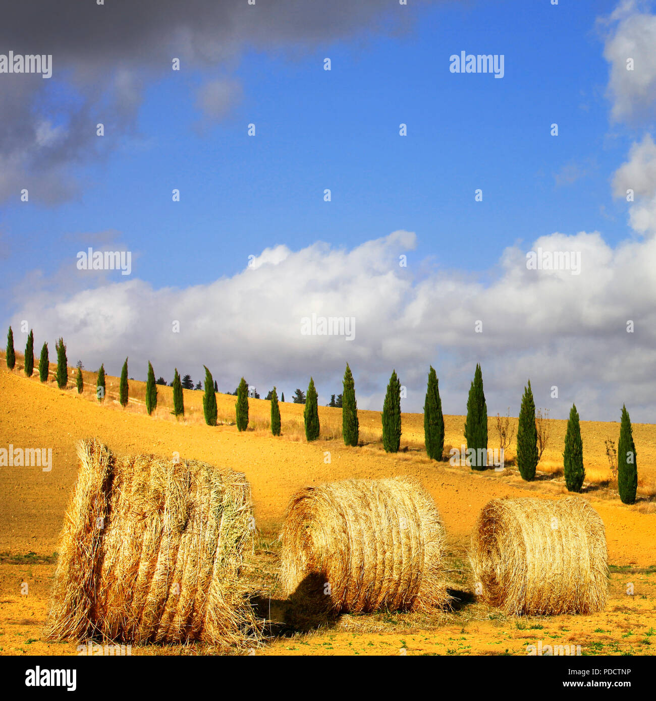 Cipressi e rotoli in Pienza,Toscana,l'Italia. Foto Stock