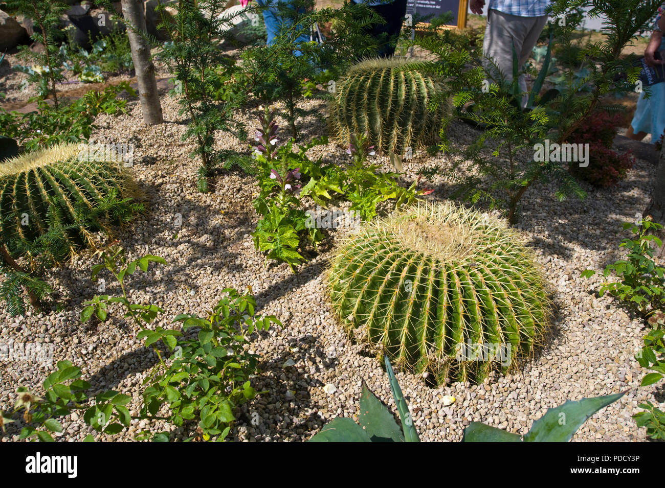 Grandi cactus ad RHS Tatton Park flower show Cheshire England Regno Unito Foto Stock