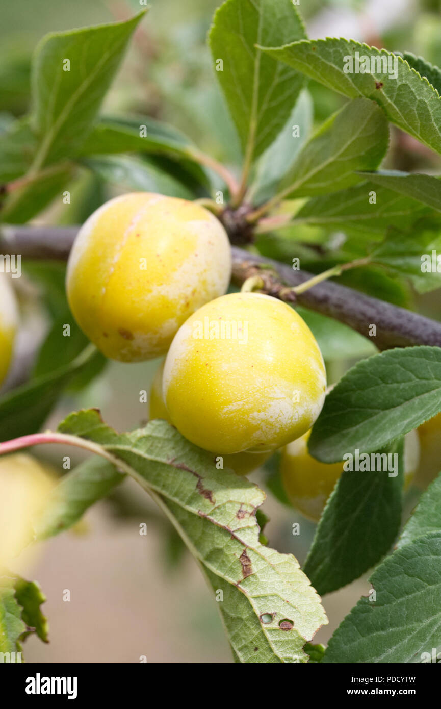 Prunus insititia 'Mirabelle de Nancy' . Prugna 'Mirabelle de Nancy". Foto Stock