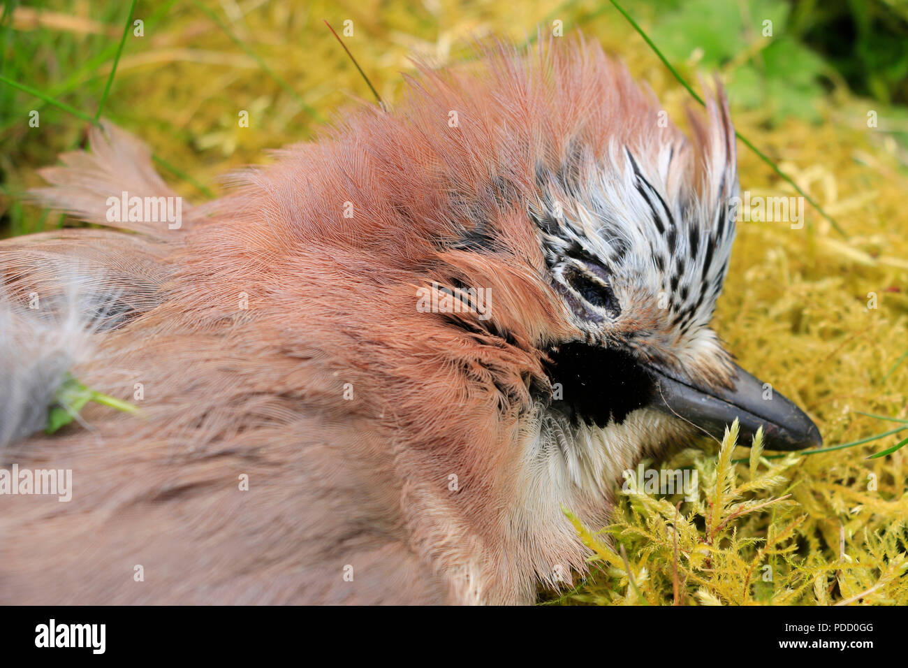 Giuggiola eurasiatica, Garrulus glandarius, piumaggio colorato. Uccello  catturato e ucciso da gatto di casa in giardino Foto stock - Alamy