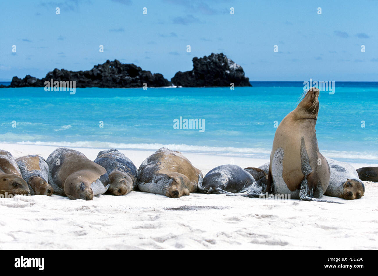 I leoni di mare su Gardner's Bay a La Española Island, Isole Galapagos Foto Stock
