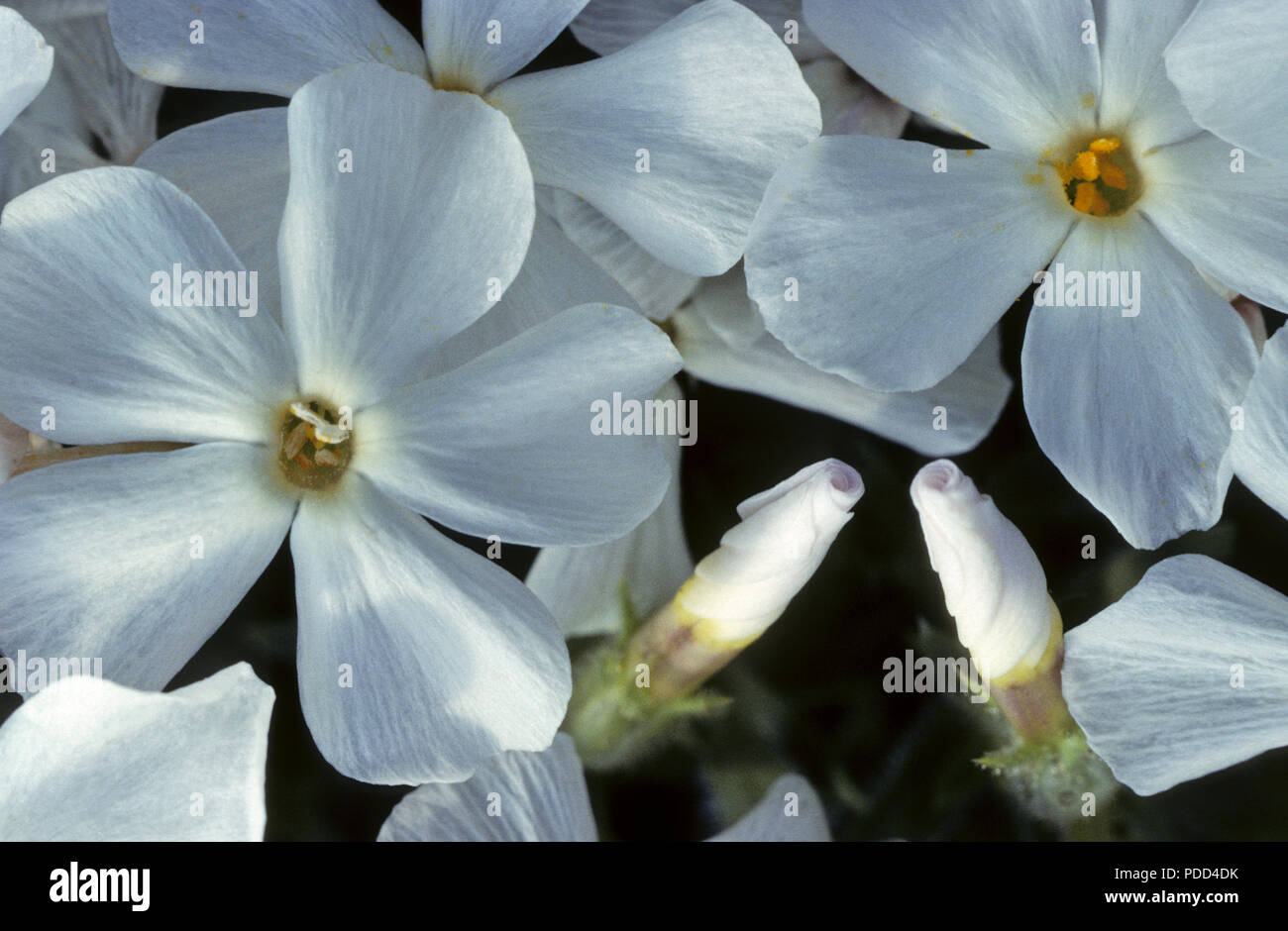 Bianco, phlox phlox multiflora, fiori con due circa di bloom Foto Stock
