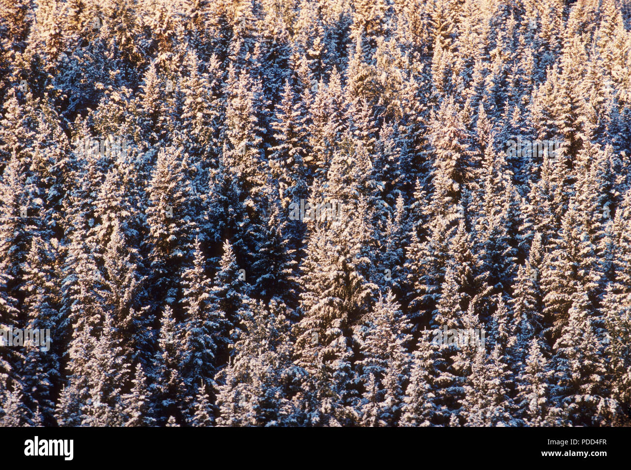 La Taiga, foresta boreale, conifere foresta sempreverde. Abete bianco, Picea glauca, alberi con neve, Alberta Foto Stock