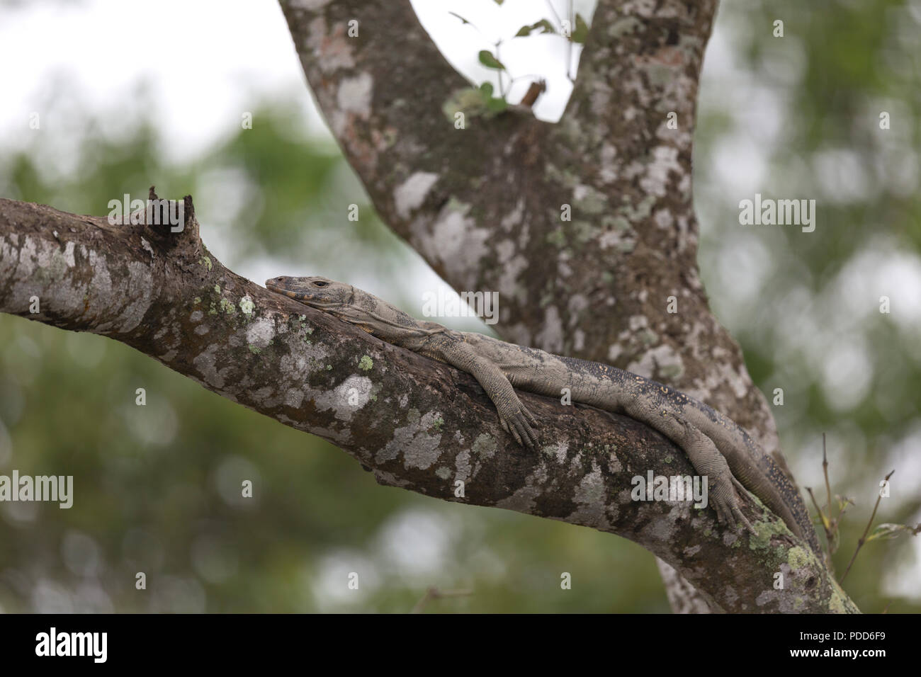 Indian Monnitor Lucertola o Monitor Bengala Lizard in appoggio sull'albero durante l'alta marea in Sunderbans riserva della tigre in India Foto Stock