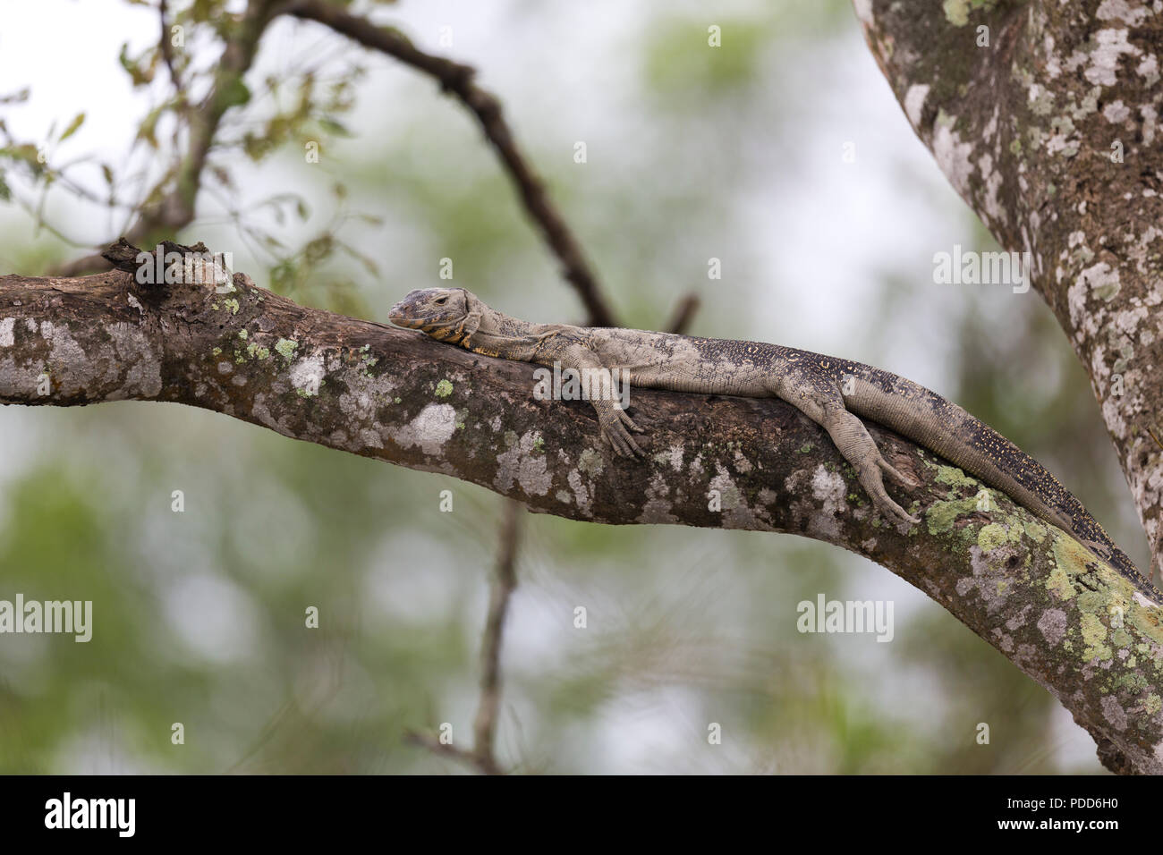 Indian Monnitor Lucertola o Monitor Bengala Lizard in appoggio sull'albero durante l'alta marea in Sunderbans riserva della tigre in India Foto Stock