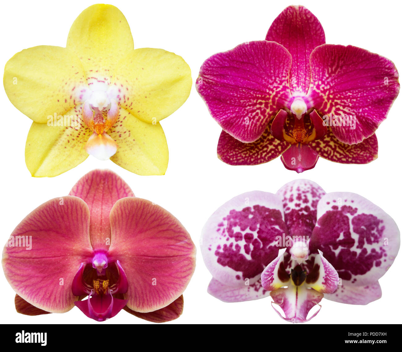 Orchidee fiori isolati collezione di piante tropicali impostato Foto Stock