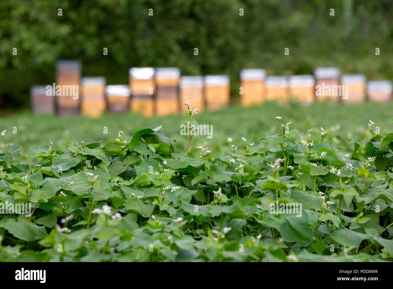Comune - di grano saraceno Fagopyrum esculentum - con alveari in background per impollinazione e la produzione di miele. Foto Stock