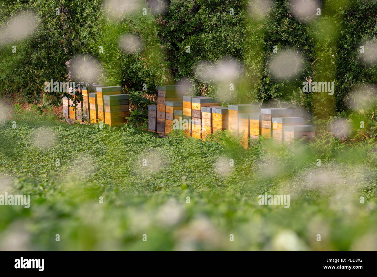 Comune - di grano saraceno Fagopyrum esculentum - con alveari in background per impollinazione e la produzione di miele. Foto Stock