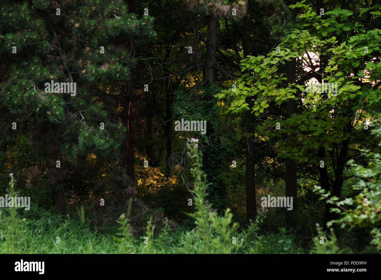 Area forestale a Parigi, estate, Parc départemental Jean-Moulin les Guilands Foto Stock