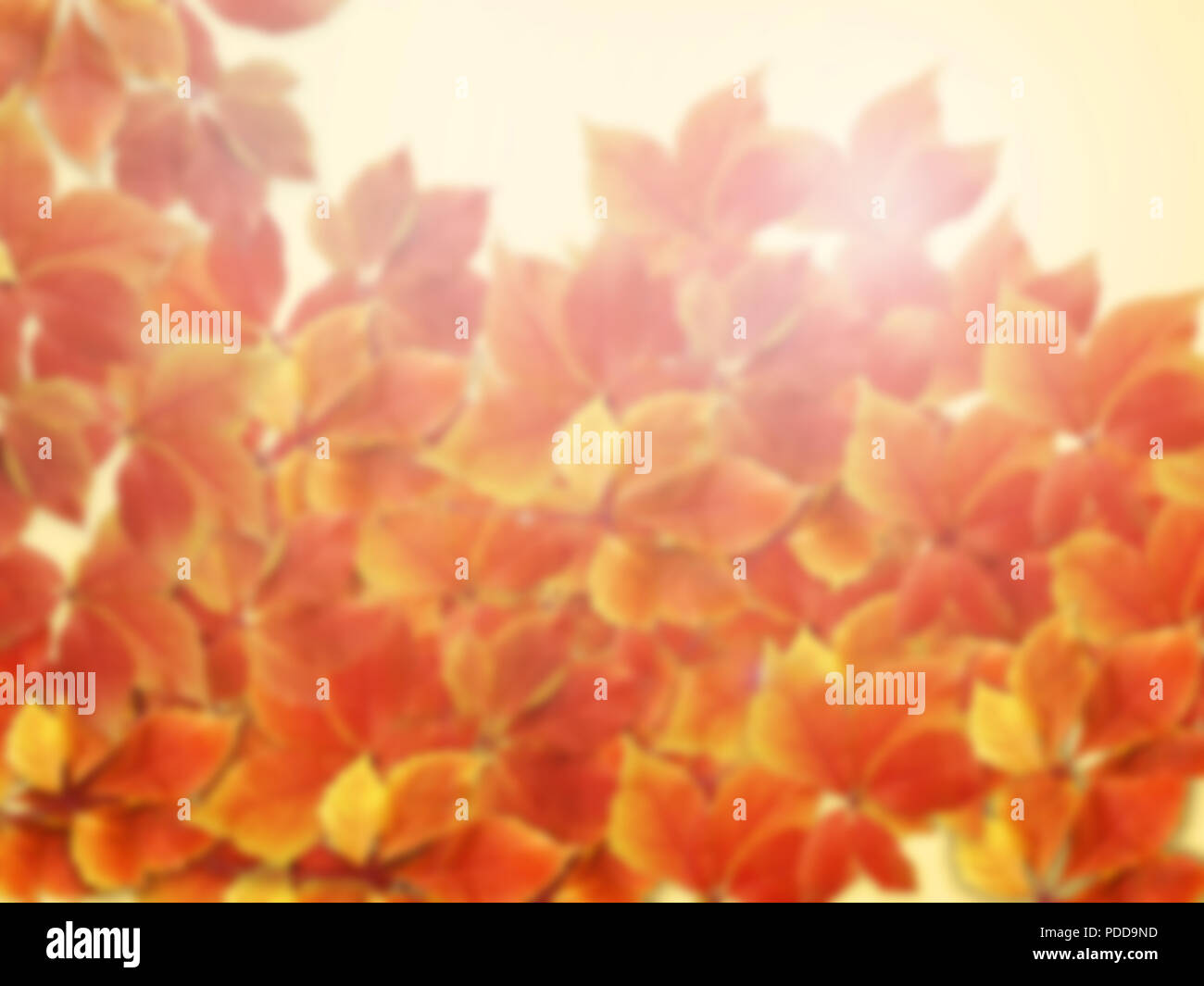 Autunno Autunno sfondo sfocato. Colorato in rosso e arancione Foglie di autunno con raggi solari Foto Stock