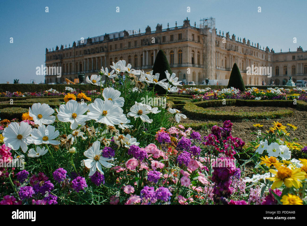 Fiori colorati nel giardino della reggia di Versailles, estate Foto Stock