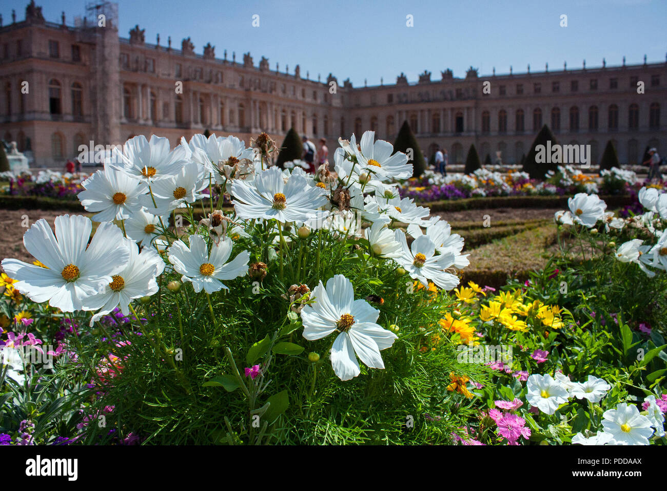 Primo piano di fiori nel giardino del Palazzo di Versailles, estate Foto Stock