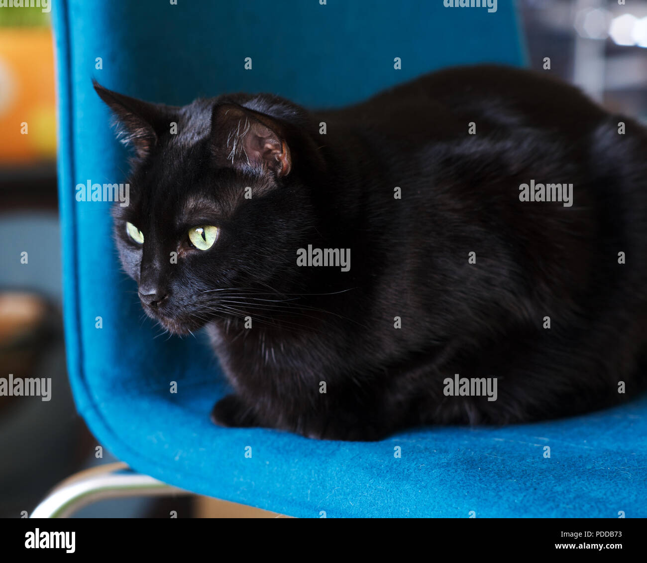 Gatto nero seduto su una sedia di colore blu. Foto Stock