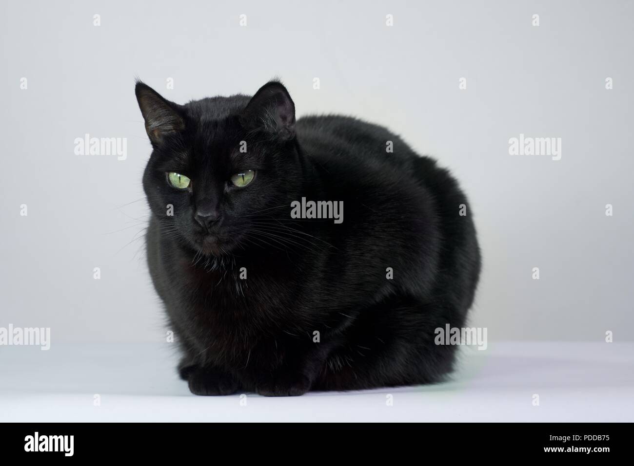 Gatto nero con sfondo bianco Foto Stock