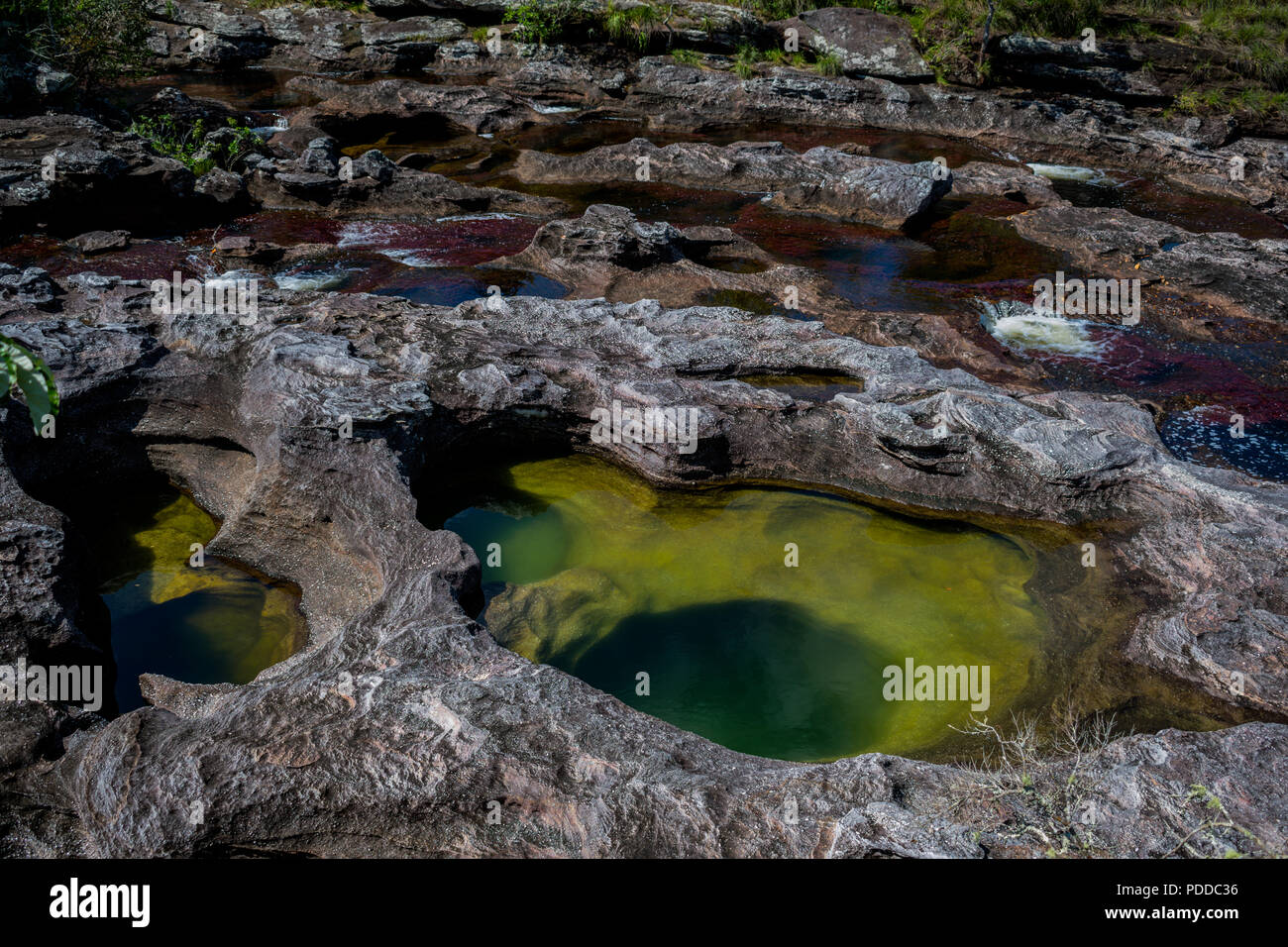 Cano cristales, colorato fiume creato dalla combinazione di alghe e piante fiorite e acqua pulita per produrre le più belle posto sulla terra. Foto Stock