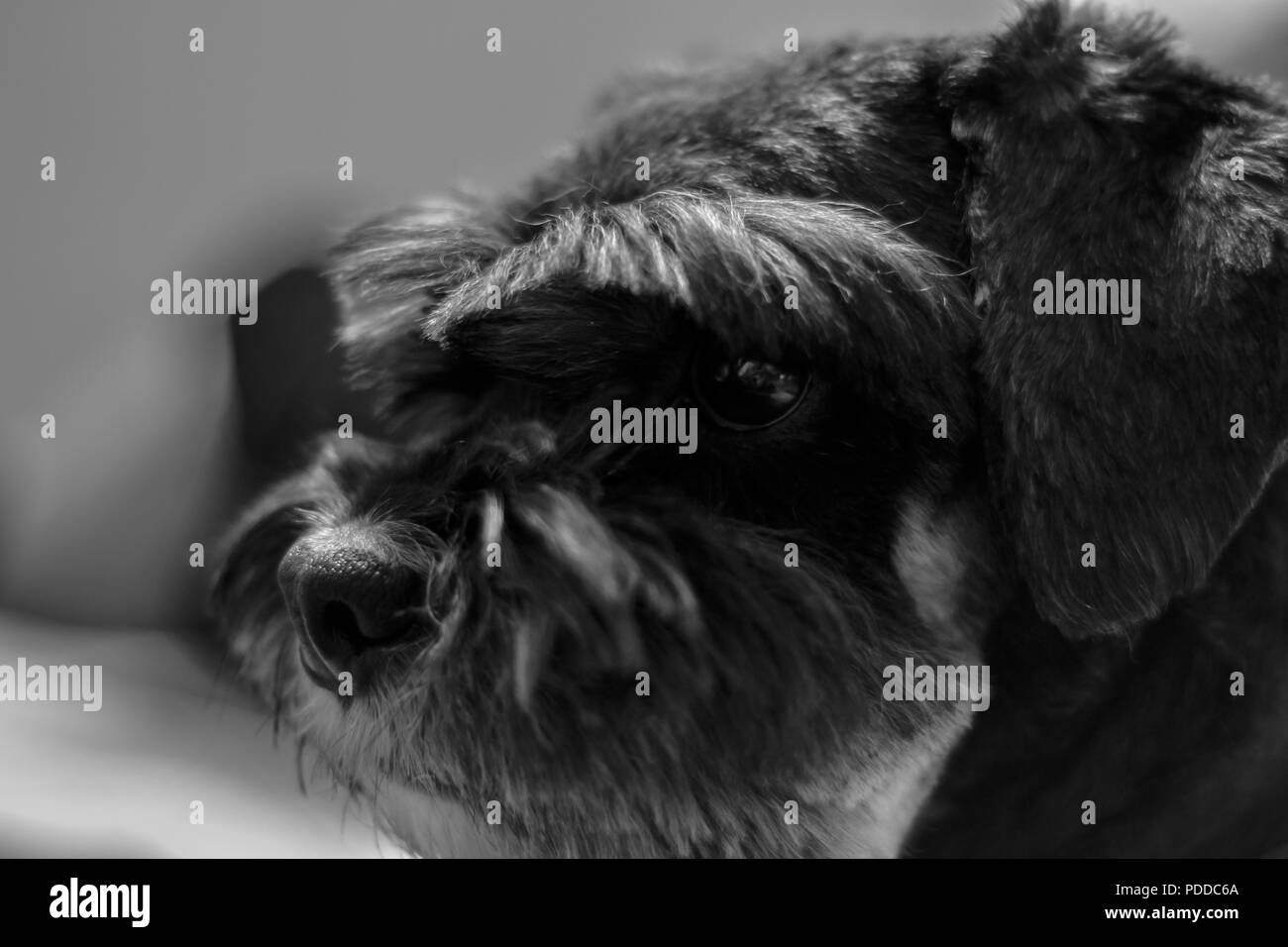 Bel cane salvato dalla strada. L'amico più fedele. Foto Stock