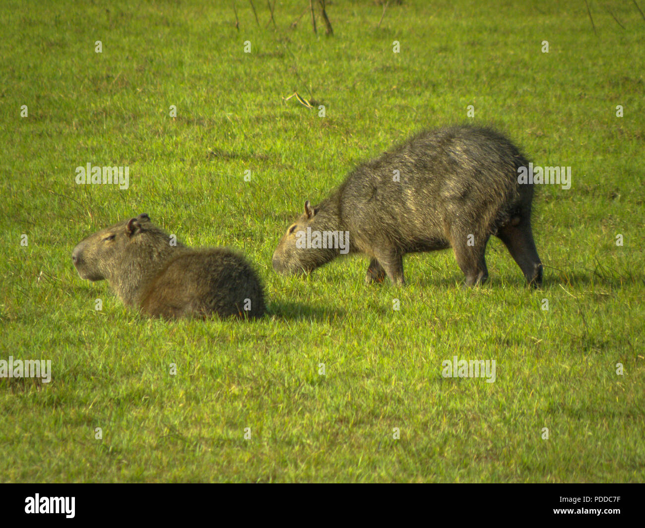 Capybara, il roditore più grande della Colombia. Foto scattata in Arauca - Colombia Foto Stock