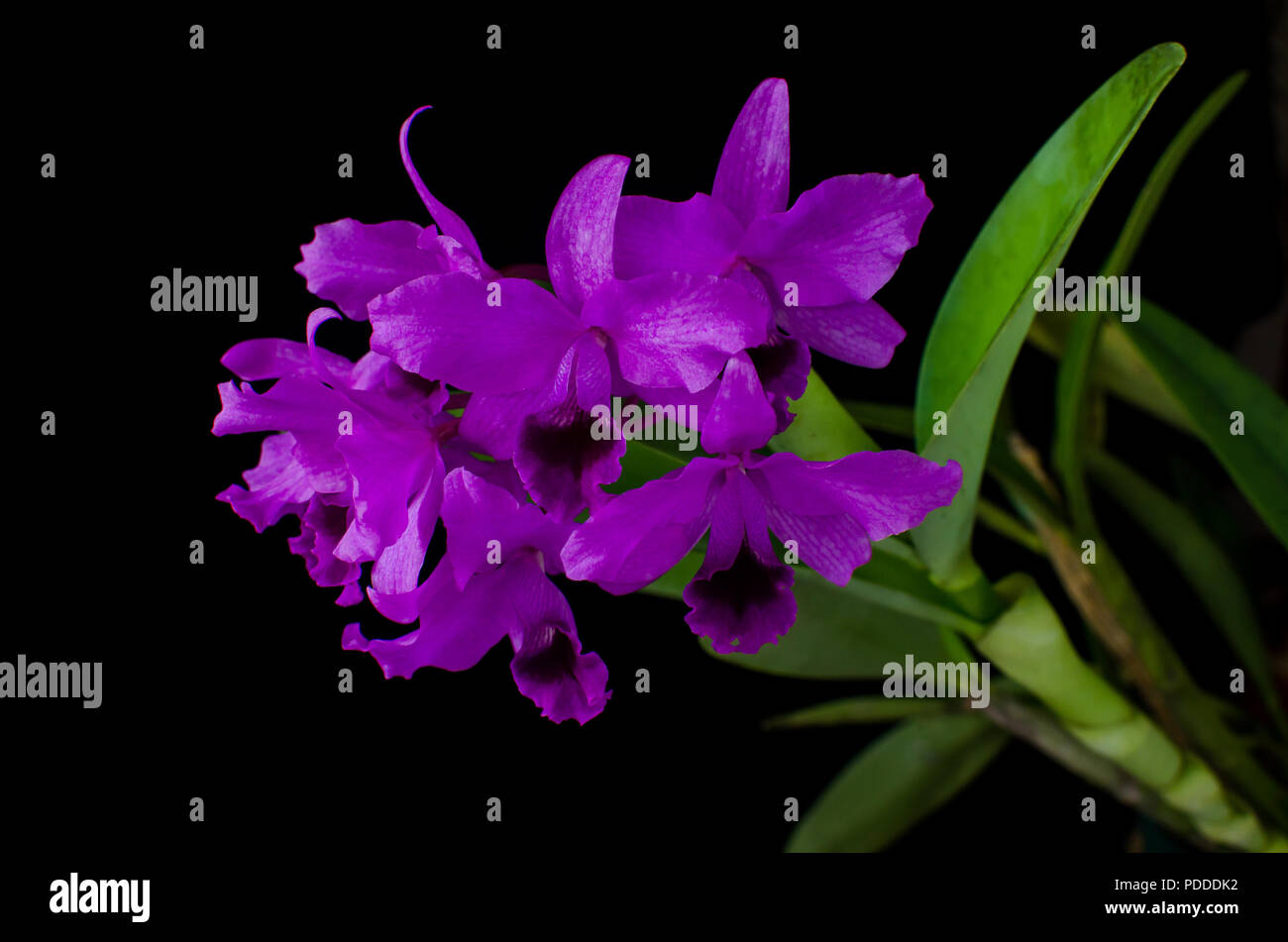 Guarianthe bowringiana su sfondo nero Foto Stock