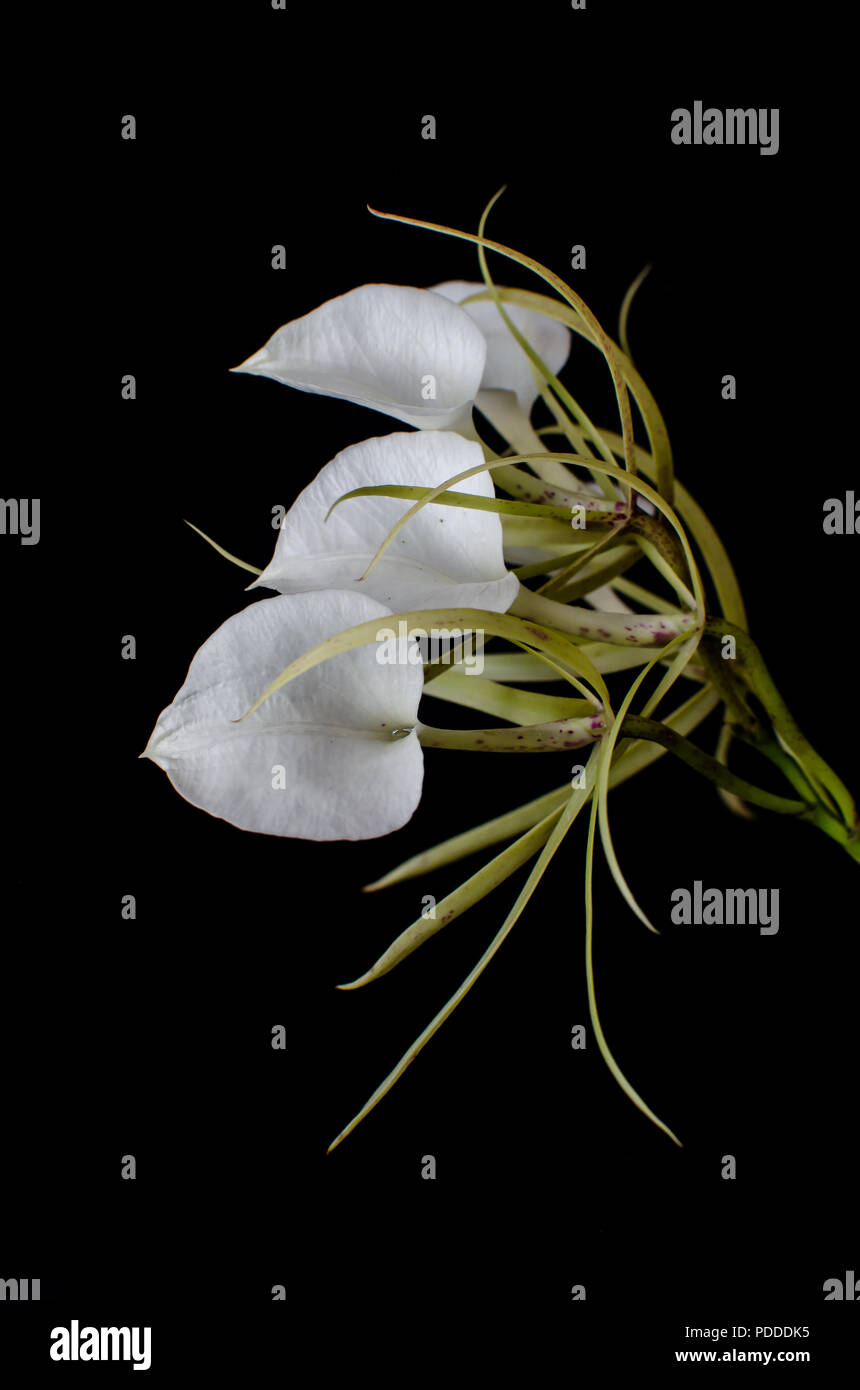 Brassavola nodosa fiori su sfondo nero Foto Stock