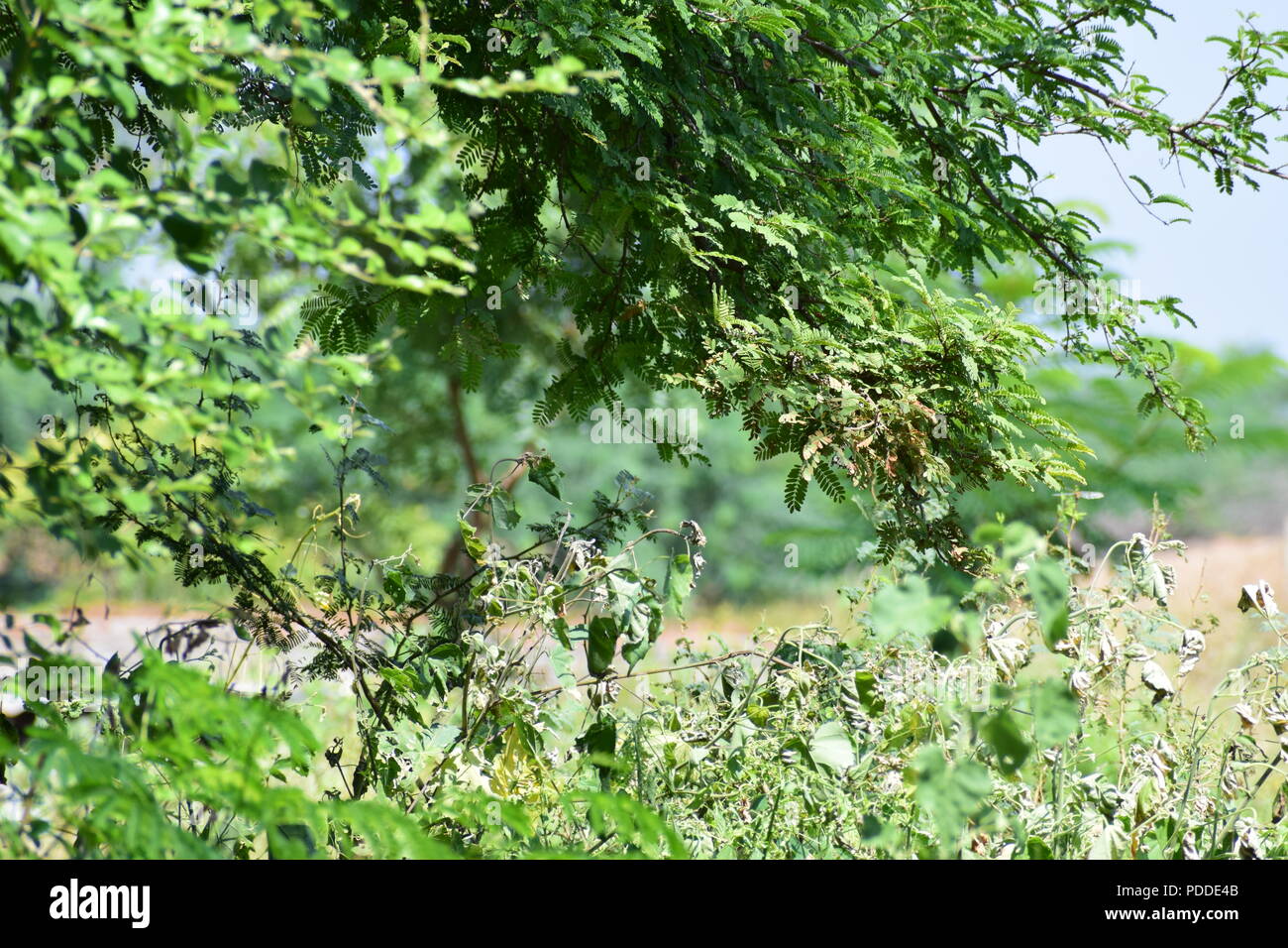 Fotografia naturale Foto Stock