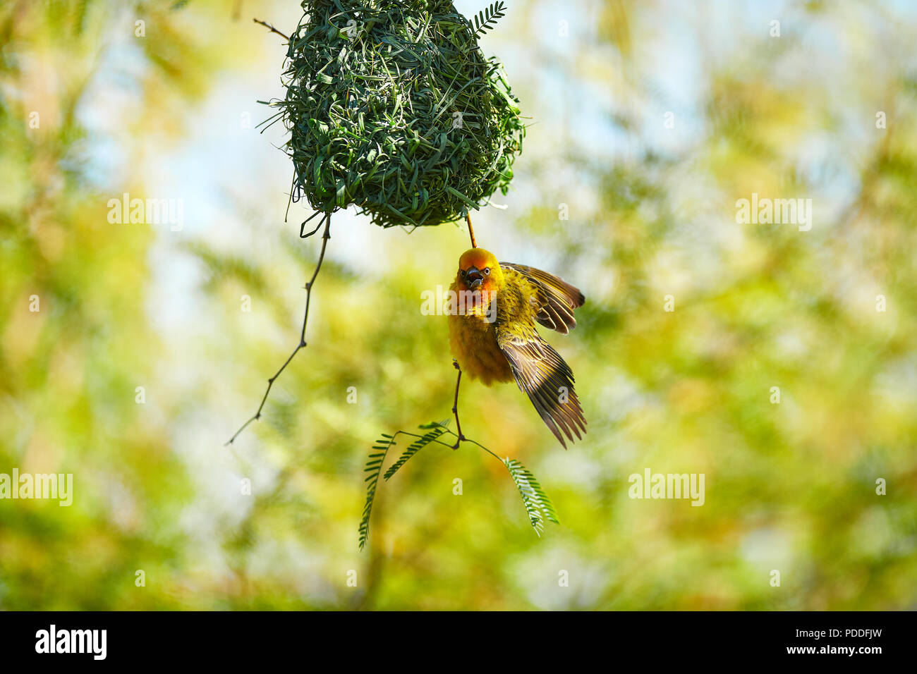 Cape Weaver bird in cammello Thorn Tree Foto Stock