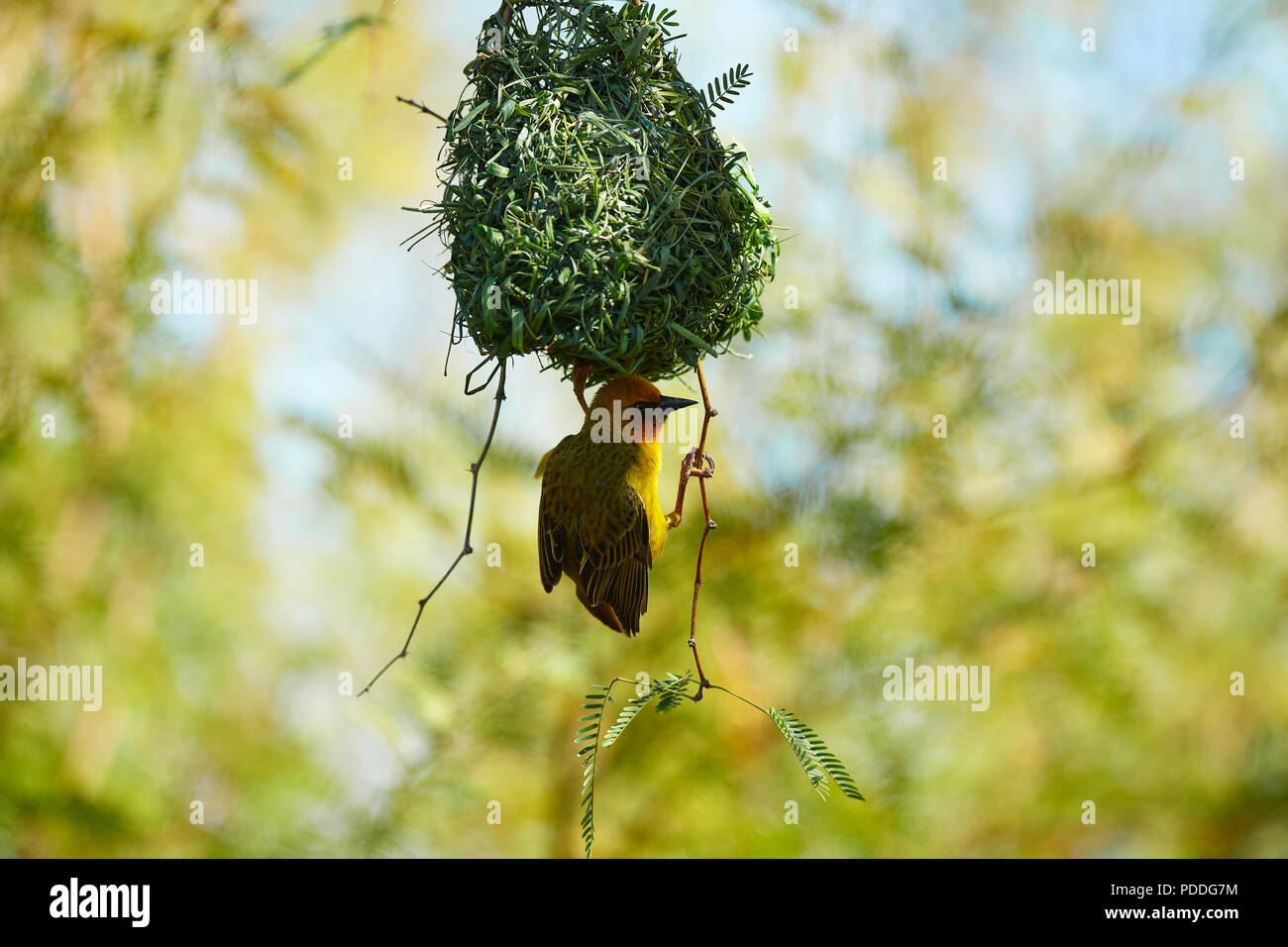 Cape Weaver bird in cammello Thorn Tree Foto Stock
