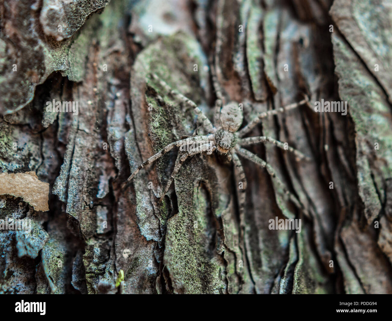 Primo piano immagine di un ragno peloso nascondendo il pino di muschio di corteccia di albero su un giorno di estate Foto Stock