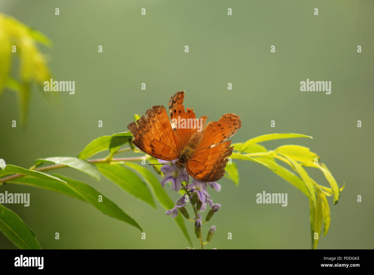 Le farfalle sono insetti in macrolepidopteran clade Rhopalocera dall'ordine Lepidoptera, che include anche le tarme. Foto Stock