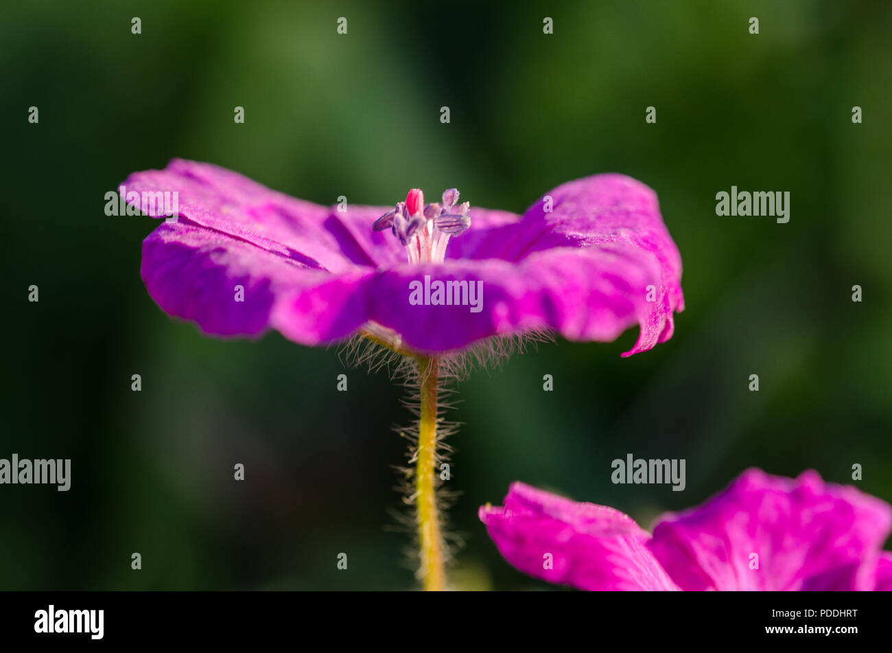 Bloody Cranesbill, selvaggio fiore Foto Stock