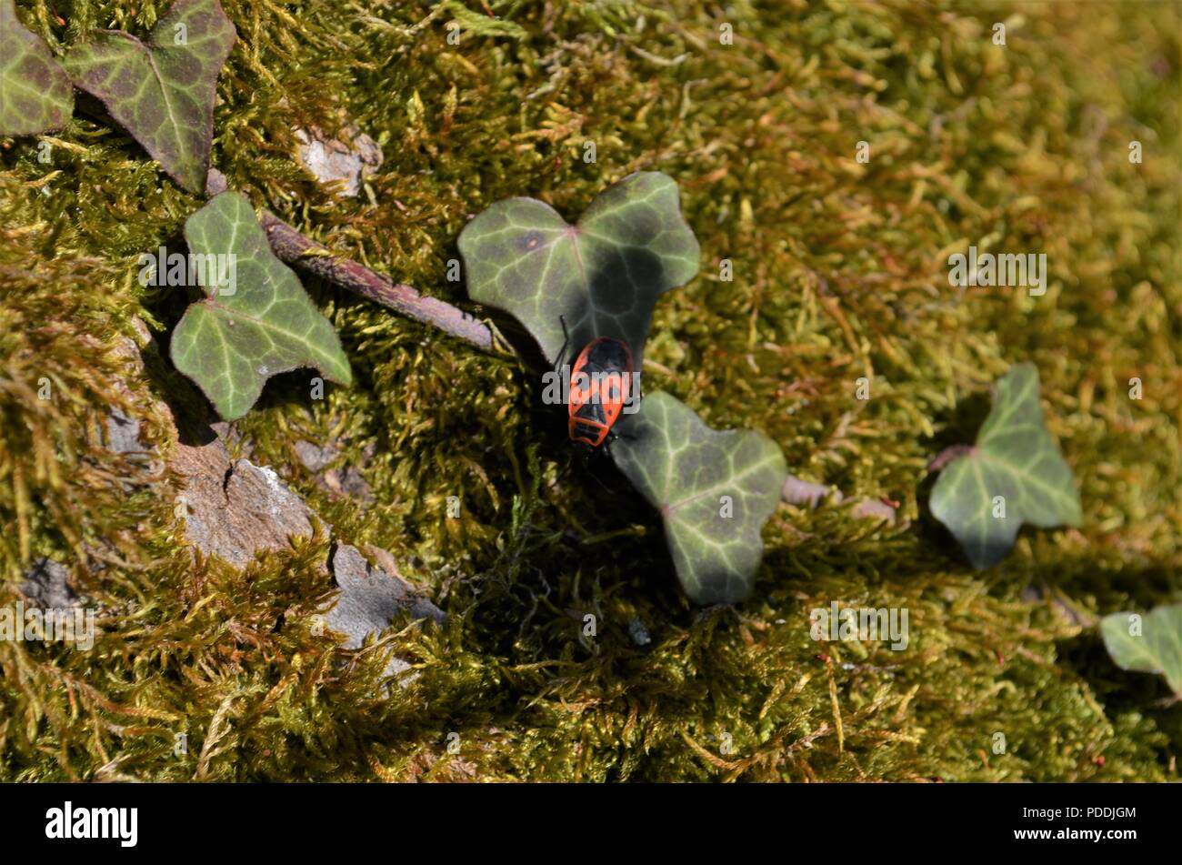 Tiny color fuoco beetle strisciando attraverso una foresta di tedesco tra MOSS e ivy Foto Stock