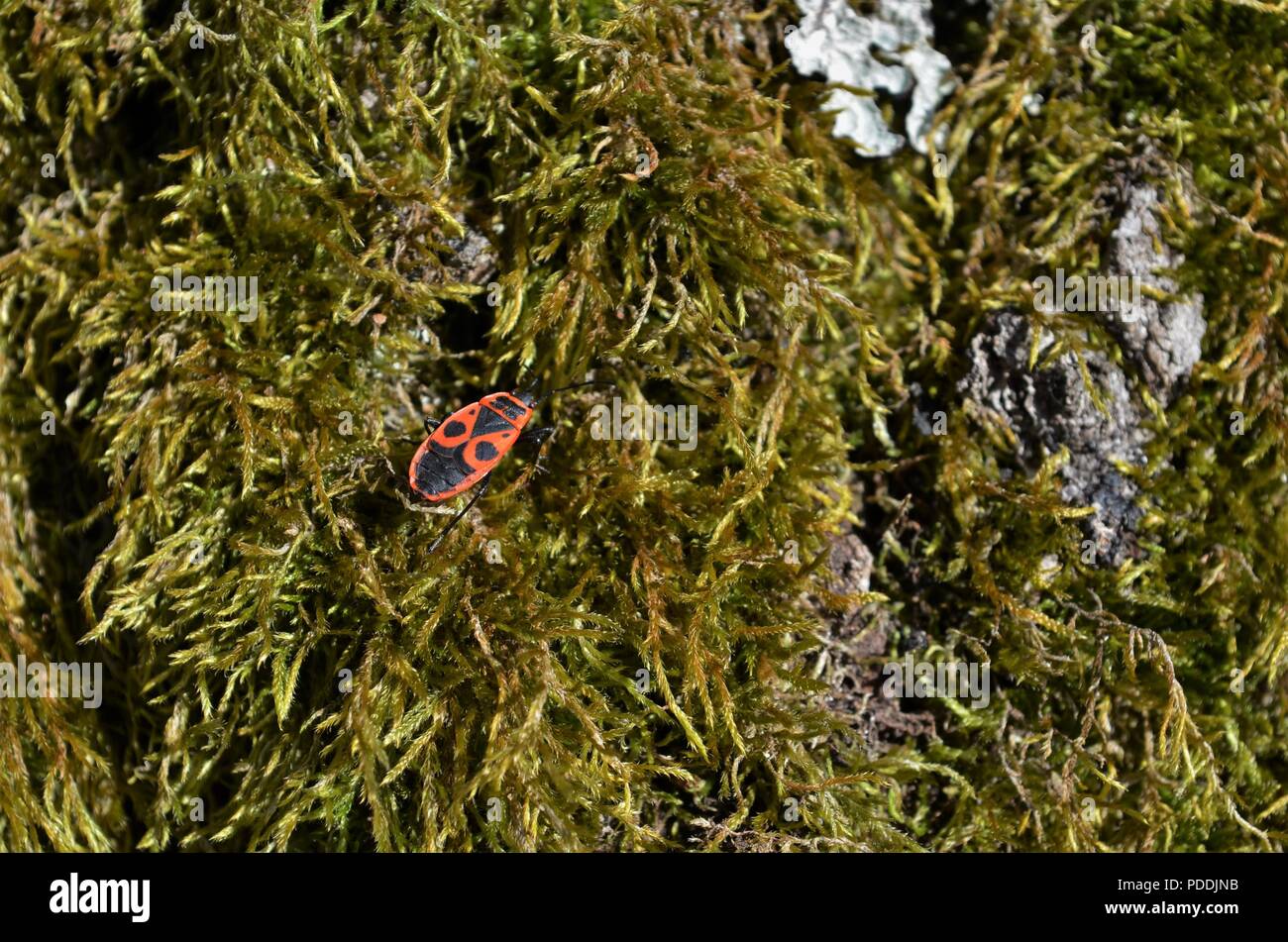 Nero e rosso bug seduti sul muschio su un albero in natura in Germania Foto Stock