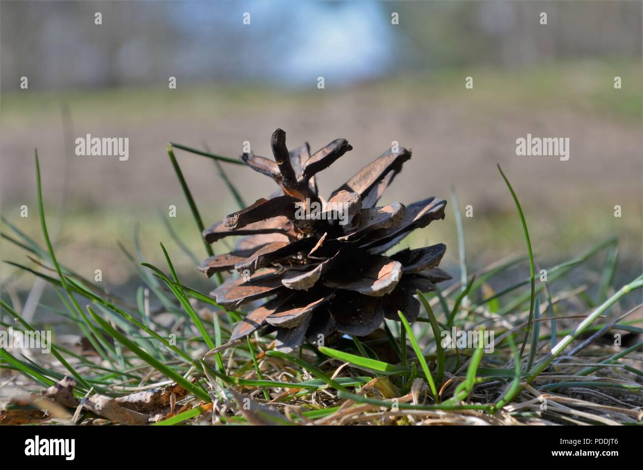 Cono di conifere tra erba sul terreno in una foresta di tedesco Foto Stock