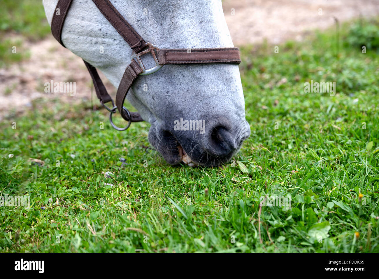 Bianco cavallo Lipizzan pascolando nella stalla, close up Foto Stock