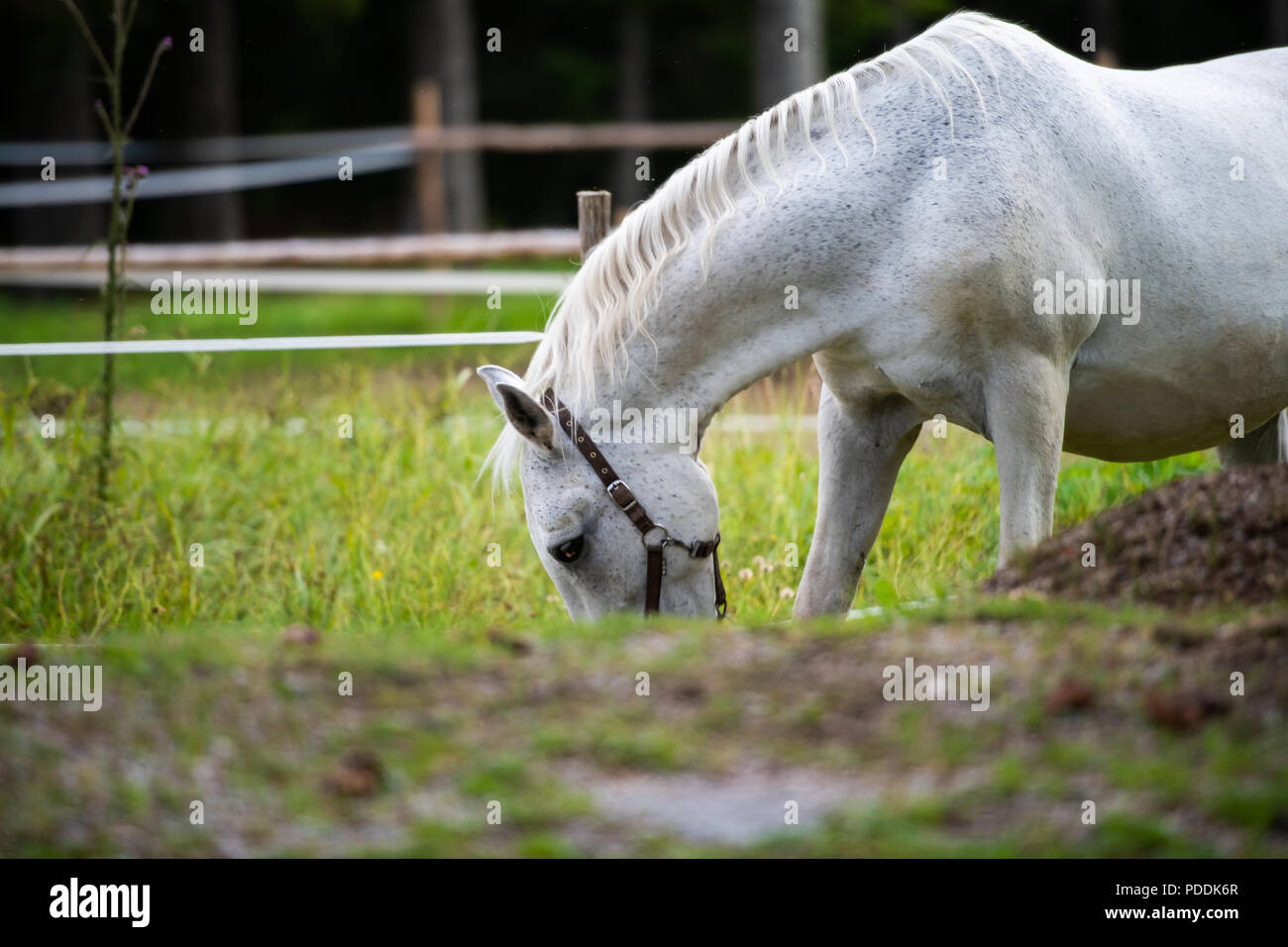 Bianco cavallo Lipizzan pascolare in stabile Foto Stock