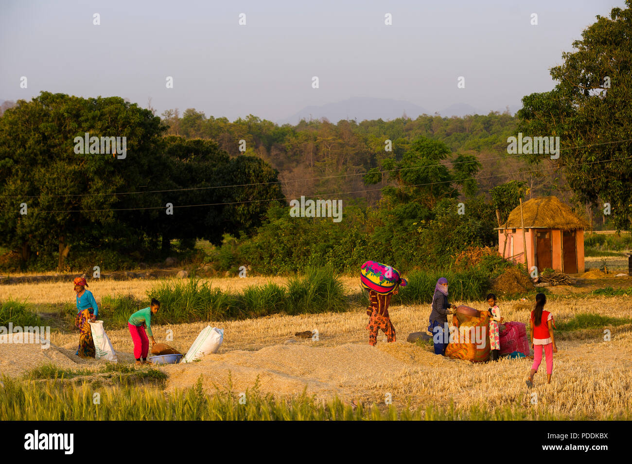 Indian womans lavorando sul campo in Pawalgarh con la foresta densa in background, Uttarakhand, India Foto Stock