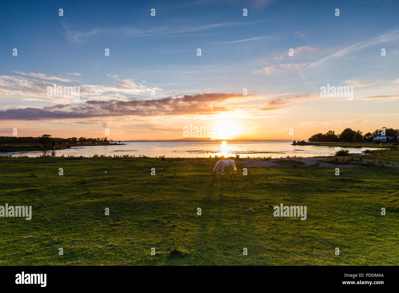 Tramonto sul Lough Neagh con un cavallo bianco al bordo delle acque e la fusione di una lunga ombra dalla bassa sun. Foto Stock