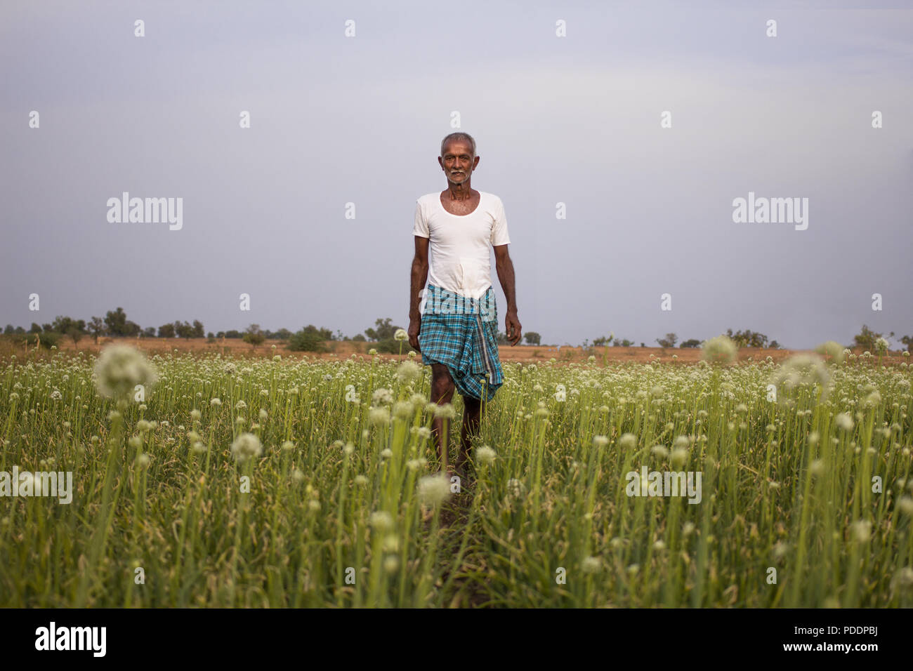 L'agricoltore indiano in piedi al centro del campo di cipolla. Rurale vita indiana, Senior agricoltore in abito tradizionale. Foto Stock