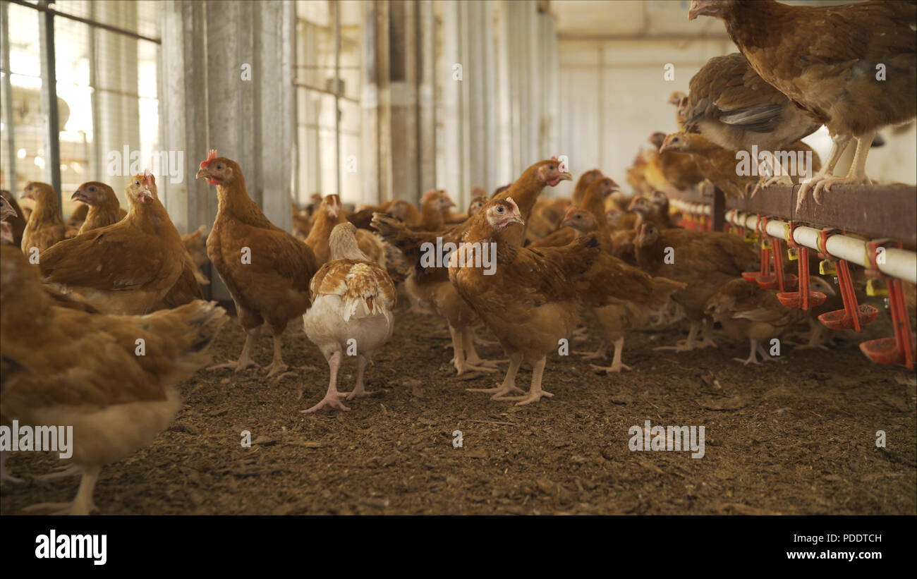 Gruppo di pollo ruspante liberamente al pascolo fuori dell'azienda agricola biologica. Agricoltura biologica, i diritti degli animali, torna al concetto di natura. Foto Stock