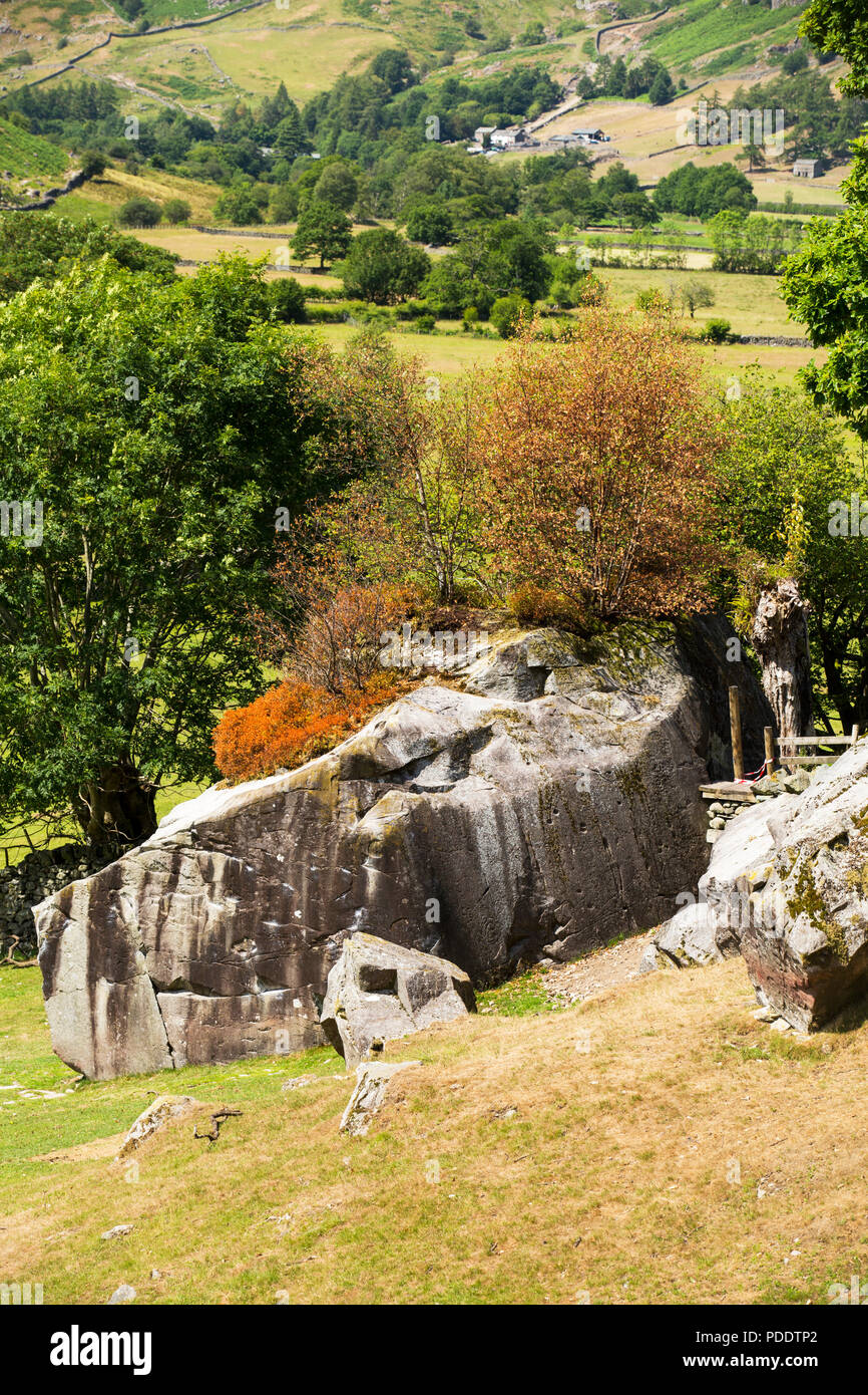 Alberi che crescono su un masso in Langdale, spargere le foglie a causa della siccità come condizioni, estate 2018, Lake District, UK. Foto Stock