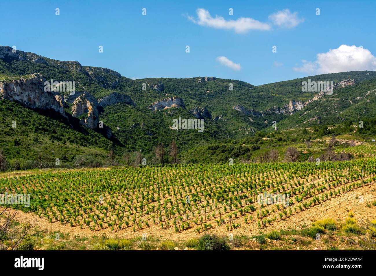 Vigneto Corbieres, Aude, Occitanie, Francia Foto Stock