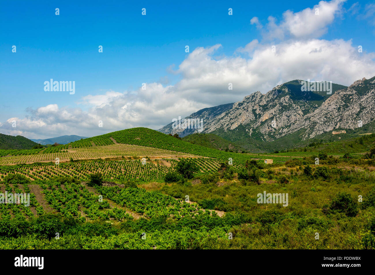 Vigneto vicino a Maury village, Pyrénées-Orientales, Occitanie, Francia Foto Stock