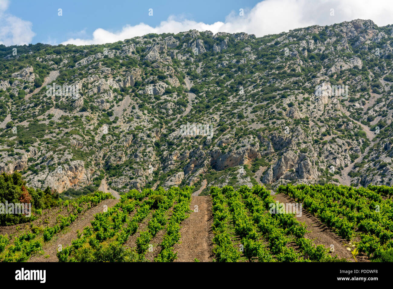 Vigneto vicino a Maury village, Pyrénées-Orientales, Occitanie, Francia Foto Stock