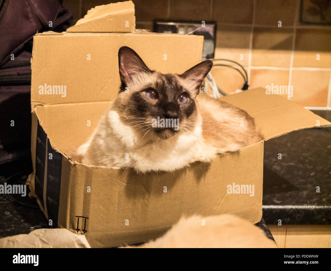 Balinese gatto con punto di tenuta marcature, in una scatola di cartone Foto Stock